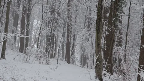 Winter snowy day in the forest Stock Footage 262055852