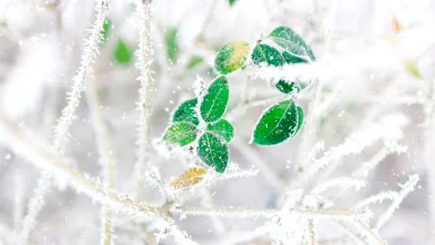 Winter snowy forest close-up. Winter nature. High quality 4k footage Stock Footage 225067186