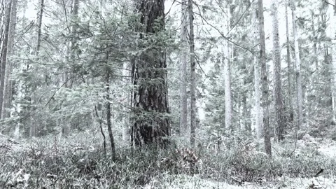 Winter snowy forest closeup with snow falling Stock-Footage 224845369