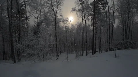 Winter Snowy Forest Stock Footage 59312023