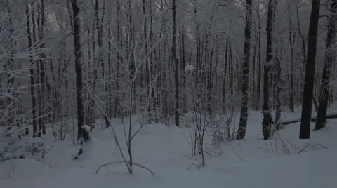 Winter Snowy Forest Stock Footage 59312529
