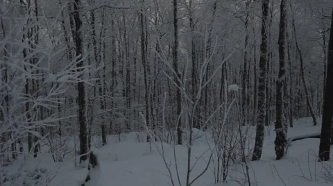 Winter Snowy Forest Stock Footage 59312915