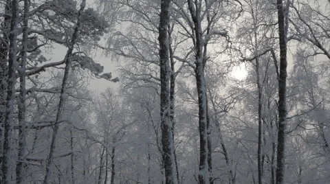 Winter Snowy Forest Stock Footage 59313040
