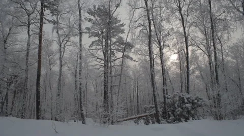 Winter Snowy Forest Stock Footage 59313199