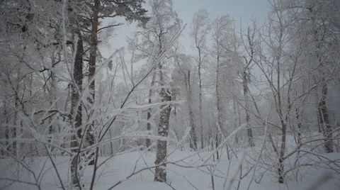 Winter Snowy Forest Stock Footage 59313908