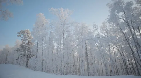 Winter Snowy Forest Stock Footage 59314631