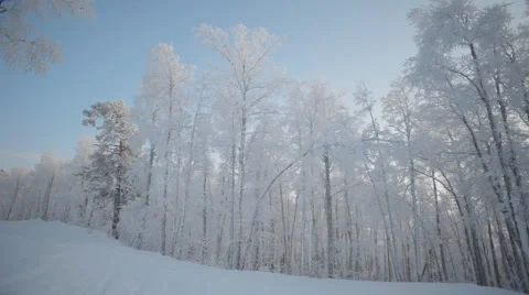 Winter Snowy Forest Stock Footage 59314683