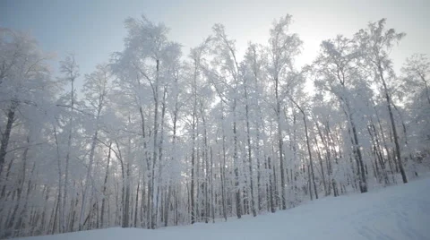 Winter Snowy Forest Stock Footage 59314759