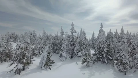 Winter snowy forest Stock Footage 88631863