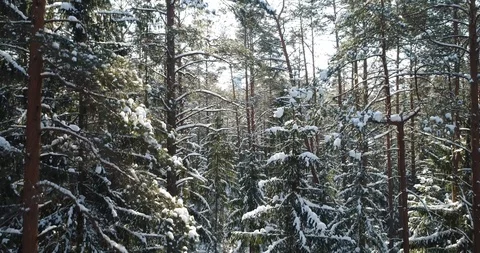 Winter in snowy forest Stock Footage 95068348