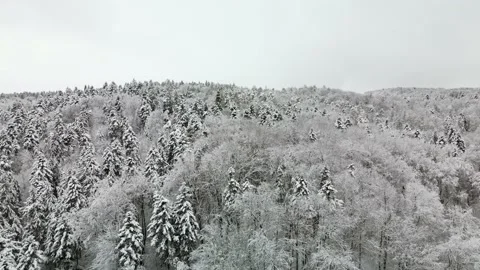 Winter snowy forest Stock Footage 231261747