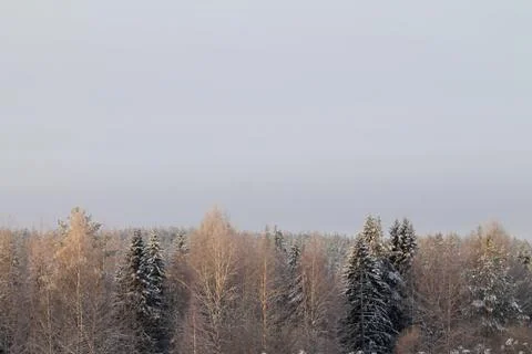 Winter snowy forest on gray cloudy sky background Stock Photos