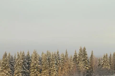 Winter snowy forest on gray cloudy sky background Stock Photos