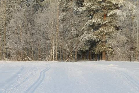 Winter snowy forest on gray cloudy sky background Stock Photos