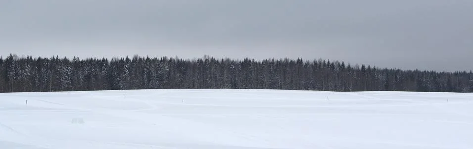 Winter snowy forest on gray cloudy sky background Stock Photos