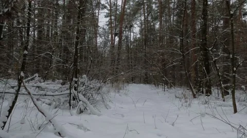 A winter snowy forest landscape. Stock Footage 325982528