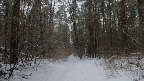 A winter snowy forest landscape. Stock Footage 325982688