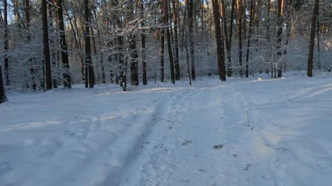 A winter snowy forest landscape. Stock Footage 326197654