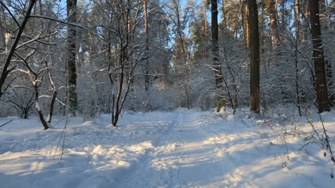 A winter snowy forest landscape. Stock Footage 326197658
