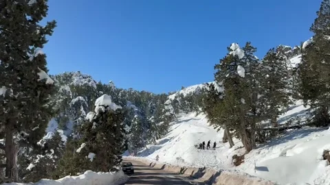 Winter snowy forest in the mountains Stock Footage 304073489