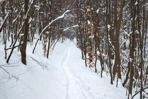 Winter snowy forest path Stock Photos