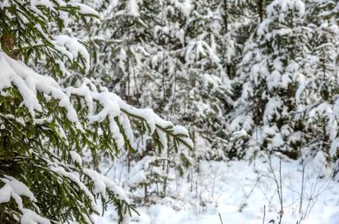 Winter snowy forest. Stock Photos