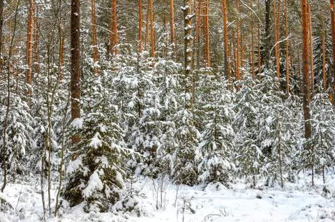 Winter snowy forest. Stock Photos