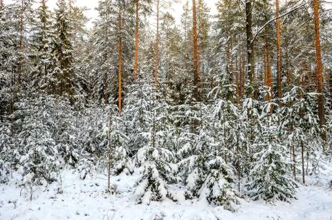 Winter snowy forest. 写真素材