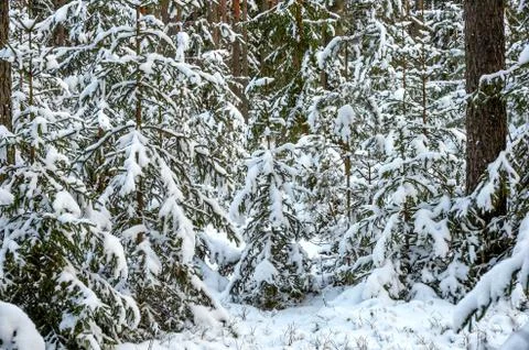 Winter Snowy Forest Stock Photos