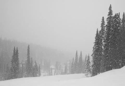 Winter snowy forest Stock Photos