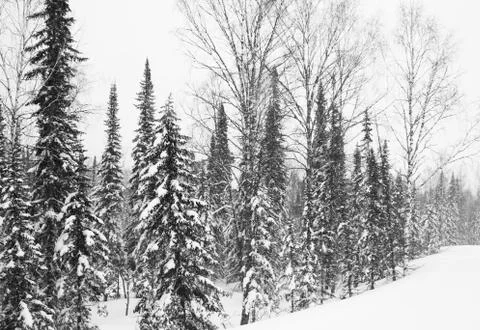 Winter snowy forest Stock Photos