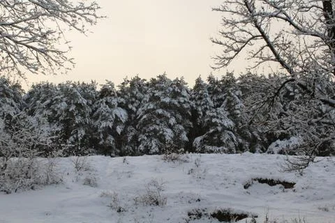 Winter in the snowy forest. Stock Photos