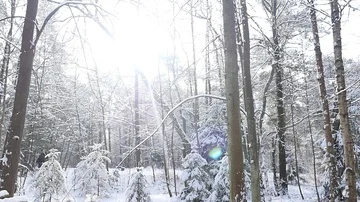 Winter snowy forest with smooth camera motion against sun Stock Footage 86005481