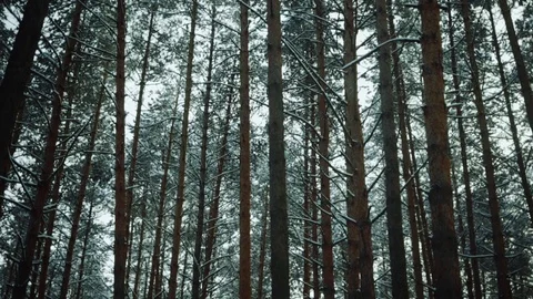 Winter snowy forest with snowfall and pine trees on background Stock Footage 102079585