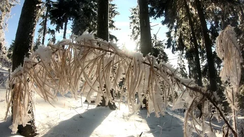 Winter snowy forest. sunny. snowfall. Vídeo Stock 123208477