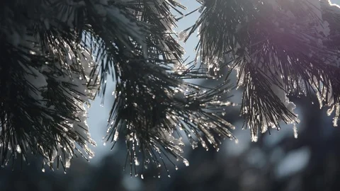 Winter snowy forest at sunset. Beautiful pine forest in the snow Video stock 101482880