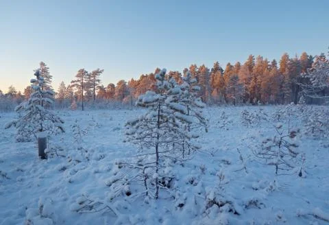 Winter snowy forest at sunset. Stock Photos
