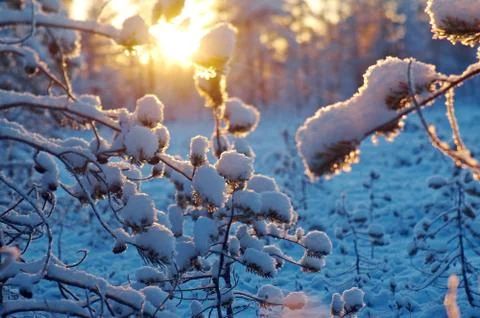 Winter snowy forest at sunset. Foto stock