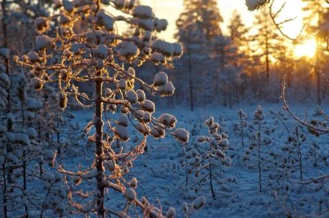 Winter snowy forest at sunset. Stock Photos