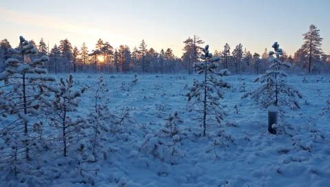 Winter snowy forest at sunset. Fotos de archivo