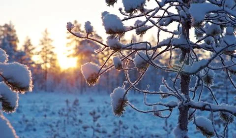 Winter snowy forest at sunset. Foto stock