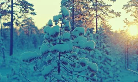 Winter snowy forest at sunset. 写真素材