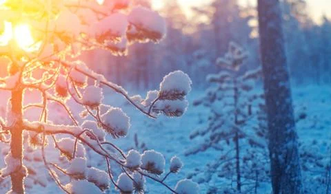 Winter snowy forest at sunset. Fotos Stock