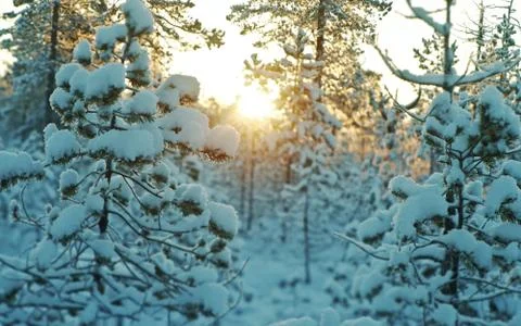 Winter snowy forest at sunset. Фото