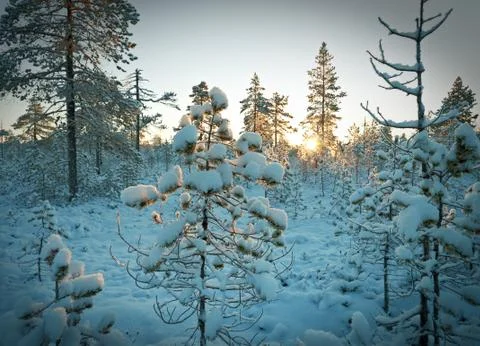 Winter snowy forest at sunset. Stockfoto's