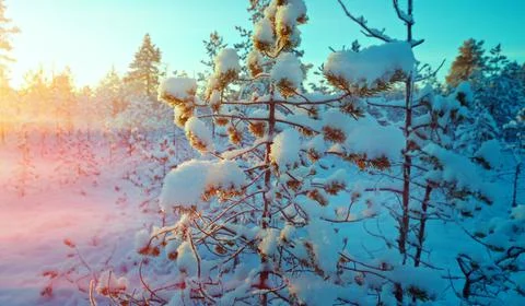 Winter snowy forest at sunset. Foto stock