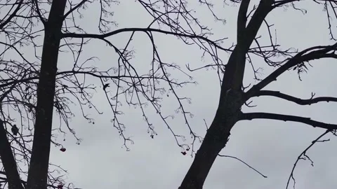 In Winter Snowy Forest There Are Many Birds, Finches Eating Feeder And Berries.  Stock Footage 169707594