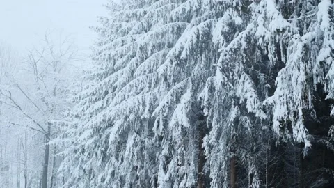 Winter snowy forest in thick white fog. Snowfall. Winter beautiful nature. Video stock 157493877