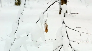 Winter snowy forest trees Stock Footage 85488670