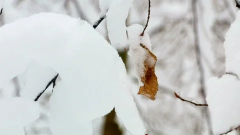 Winter snowy forest trees Stock-Footage 85489125
